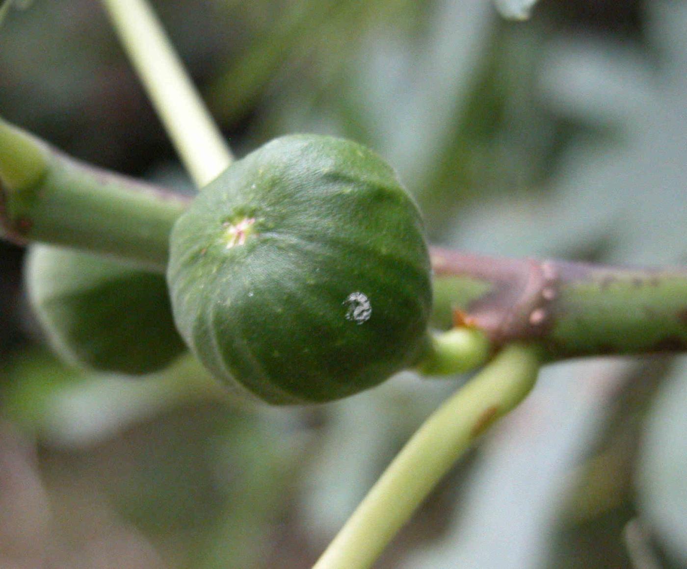 Fig flower